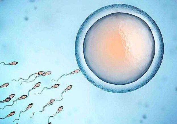 苏州借卵试管生男孩价格 在苏州市立医院生殖科做三代试管医生会告诉胚胎性